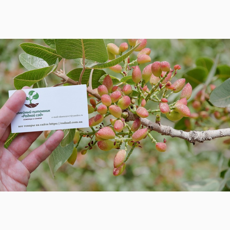 Фисташки Сультан