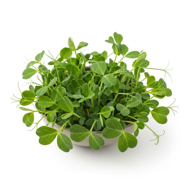 Микрозелень горох свежая Местное известное